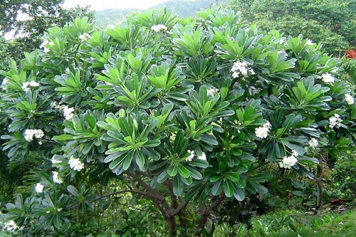 Frangipani-Tree-in-Flower