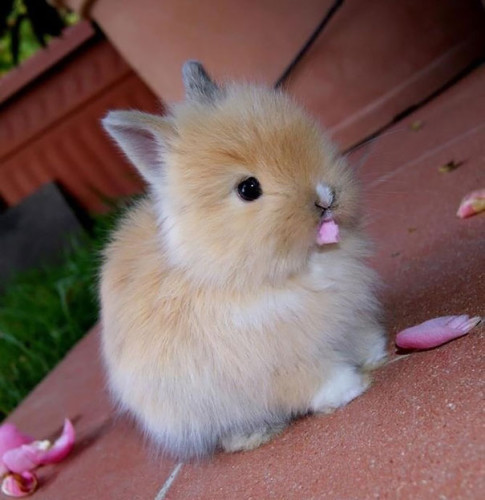 cute-bunnies-102__605