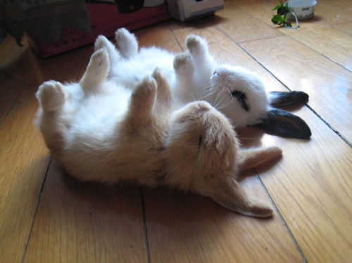 cute-bunnies-28__605