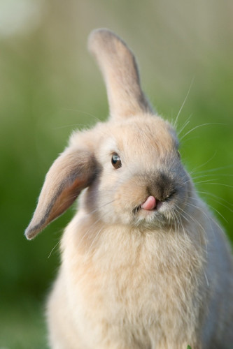 cute-bunnies-48__605