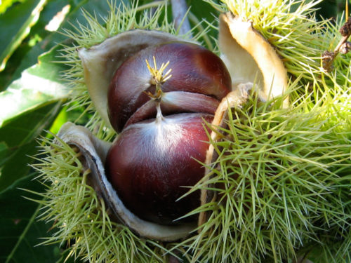 chestnut1