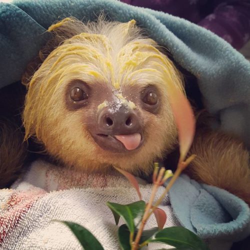 cute-sloths-57ee6a85754a3__700