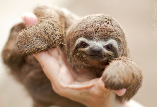 cute-sloths-57ee6f1dc9b66__700