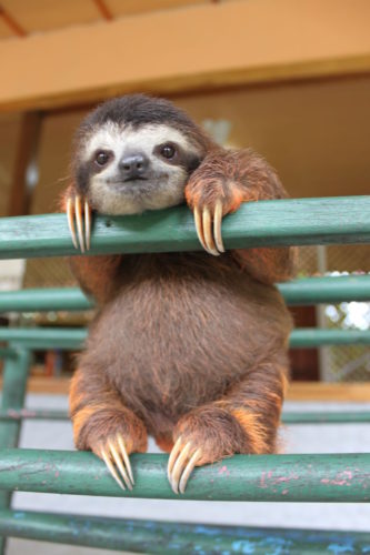 cute-sloths-57f269182f5ab__700